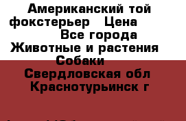 Американский той фокстерьер › Цена ­ 25 000 - Все города Животные и растения » Собаки   . Свердловская обл.,Краснотурьинск г.